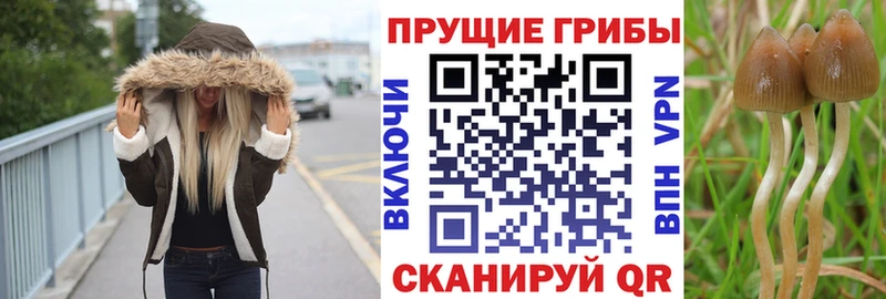 Галлюциногенные грибы мицелий  ОМГ ОМГ ТОР  Оса 